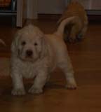 Pups_almost_6weeks_kk