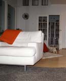 Pups_almost_6weeks_q