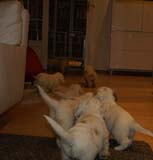 Pups_almost_6weeks_r