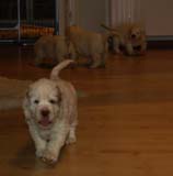 Pups_almost_6weeks_rr