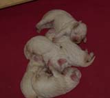 Sara_Tage_pups_1week_cc