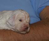 Boy_BronzeHead_2weeks_d