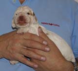 Boy_PinkHead_2weeks_d