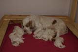 Sara_Tage_pups_2weeks_old_b