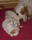 Sara_Tage_pups_2weeks_old_d