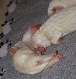 Sara_Tage_pups_3days_f