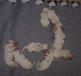 Sara_Tage_pups_3days_o