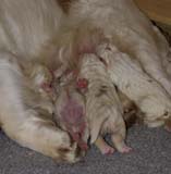 Sara_Tage_pups_3days_rr