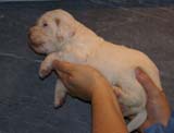 Boy_BronzeHead_3weeks_a