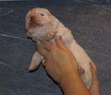 Boy_BronzeHead_3weeks_c