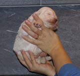 Boy_GreenHead_3weeks_d