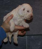 Boy_PinkHead_3weeks_c