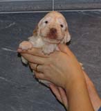 Boy_PurpleHead_3weeks_e