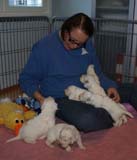 Sara_Tage_pups_3weeks_g