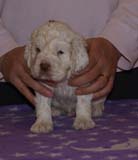 Boy_BronzeHead_4weeks_a