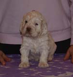 Boy_BronzeHead_4weeks_c