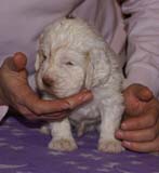 Boy_BronzeHead_4weeks_d