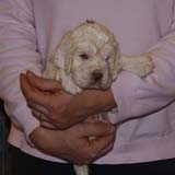 Boy_BronzeHead_4weeks_f