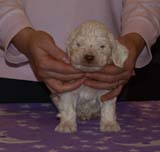 Boy_GreenHead_4weeks_e