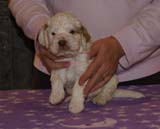 Boy_PinkHead_4weeks_a