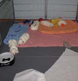 a_Sara_Tage_litter_4weeks_l