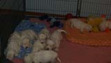 a_Sara_Tage_litter_4weeks_p