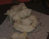 a_Sara_Tage_litter_4weeks_s