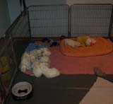 a_Sara_Tage_litter_4weeks_u