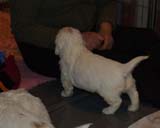 Boy_BronzeHead_5weeks_a