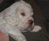 Boy_BronzeHead_5weeks_r