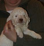 Boy_GreenHead_5weeks_h