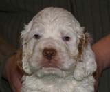 Boy_PurpleHead_5weeks_i