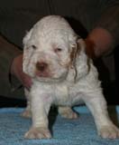 Boy_PurpleHead_5weeks_k