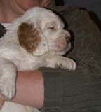 Boy_PurpleHead_5weeks_n