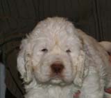 Girl_BronzeBack_5weeks_l