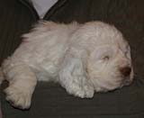 Girl_BronzeBack_5weeks_m