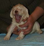 Girl_PinkBack_5weeks_g