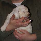 Girl_PinkBack_5weeks_n