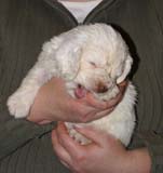 Girl_PinkBack_5weeks_o