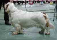 Spice Twice Athos, 16 months old