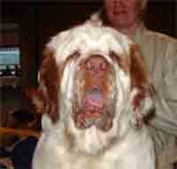 Spice Twice Athos, 18 months