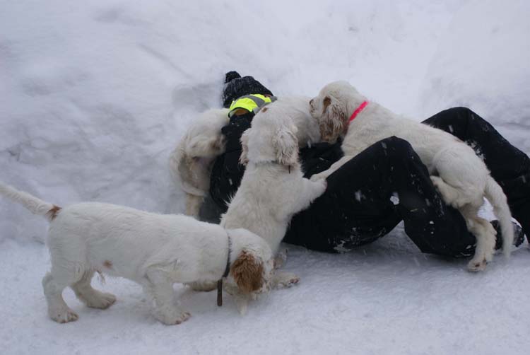 Ira_LooneyTunesPups_14weeks_e