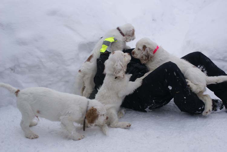 Ira_LooneyTunesPups_14weeks_f