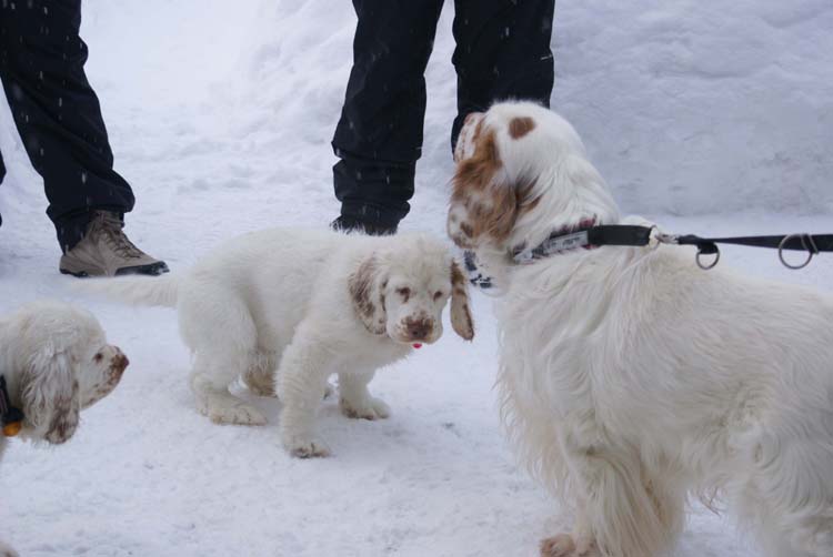 LooneyTunesPups_14weeks_Tage_b