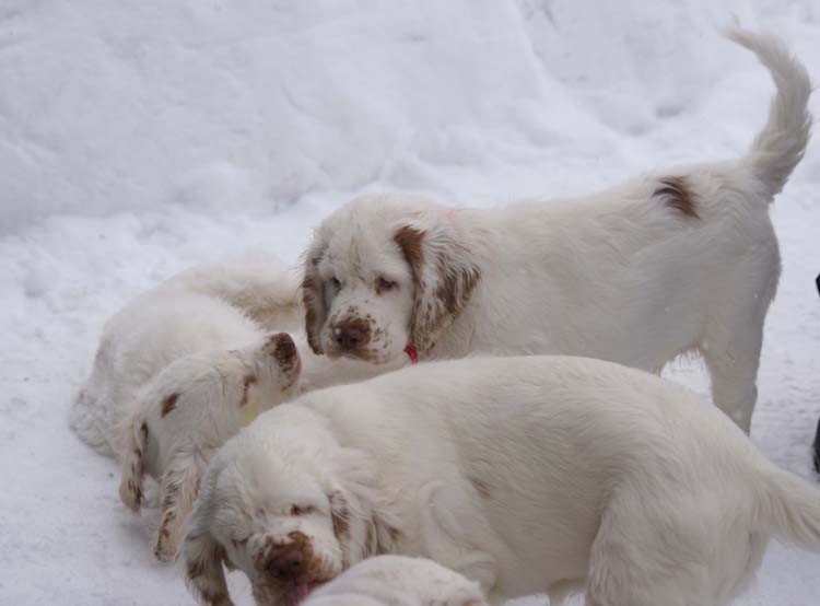 LooneyTunesPups_14weeks_a