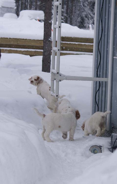 LooneyTunesPups_14weeks_c