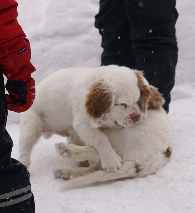 LooneyTunesPups_14weeks_d