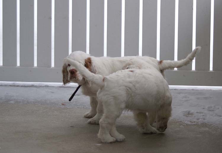 LooneyTunesPups_14weeks_e