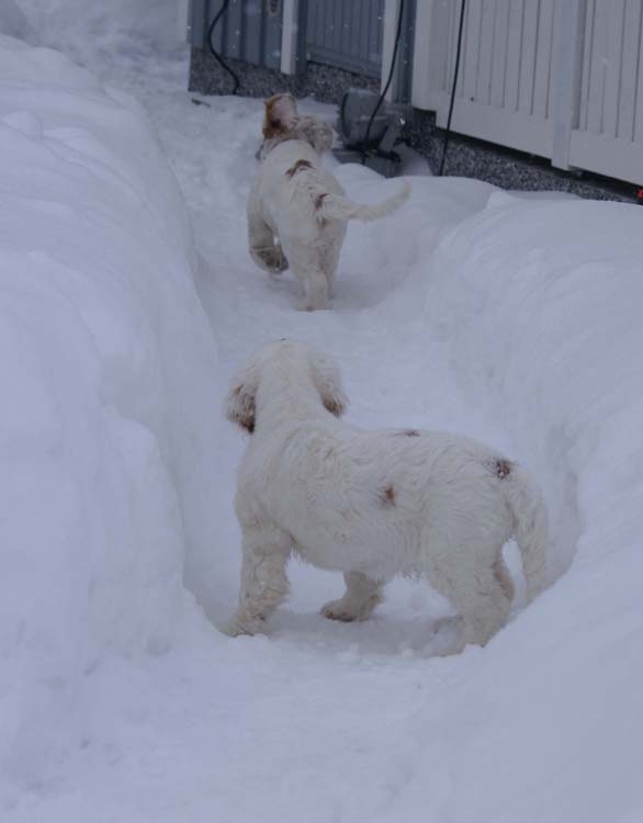 LooneyTunesPups_14weeks_f