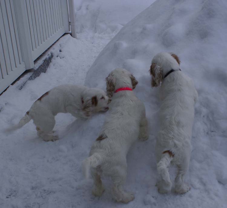 LooneyTunesPups_14weeks_j